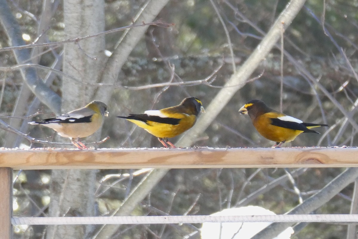 Evening Grosbeak - ML647111194