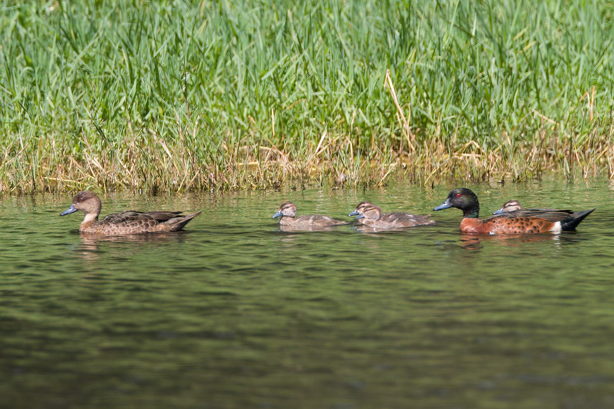 Chestnut Teal - ML647111198