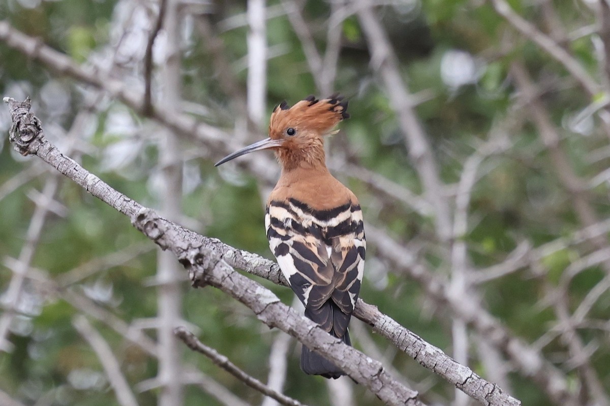 Common Hoopoe (African) - ML647111199