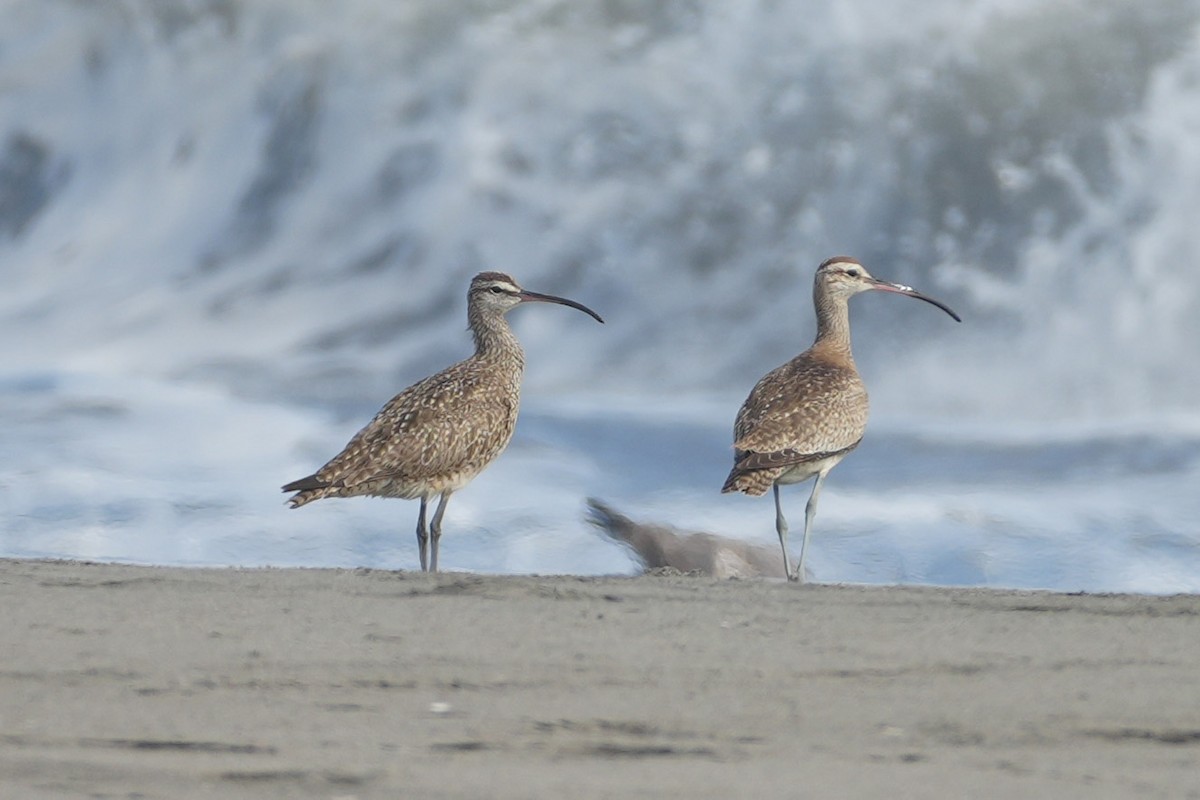 Hudsonian Whimbrel - ML647111200