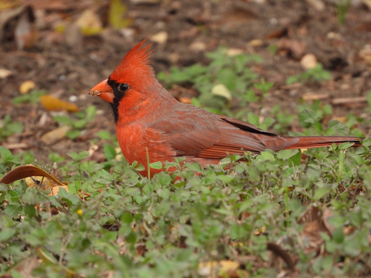 Northern Cardinal - ML647111201