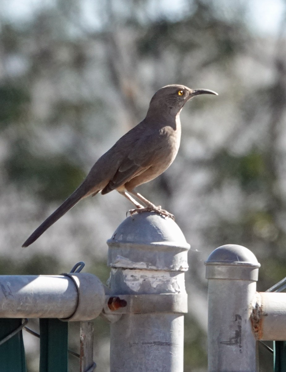 Curve-billed Thrasher - ML647111204