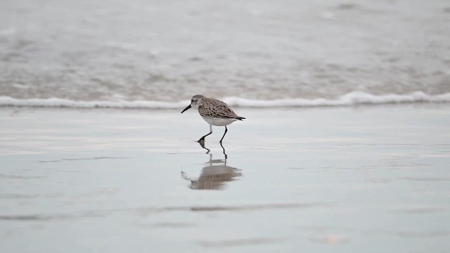 Перепончатопалый песочник - ML647111210