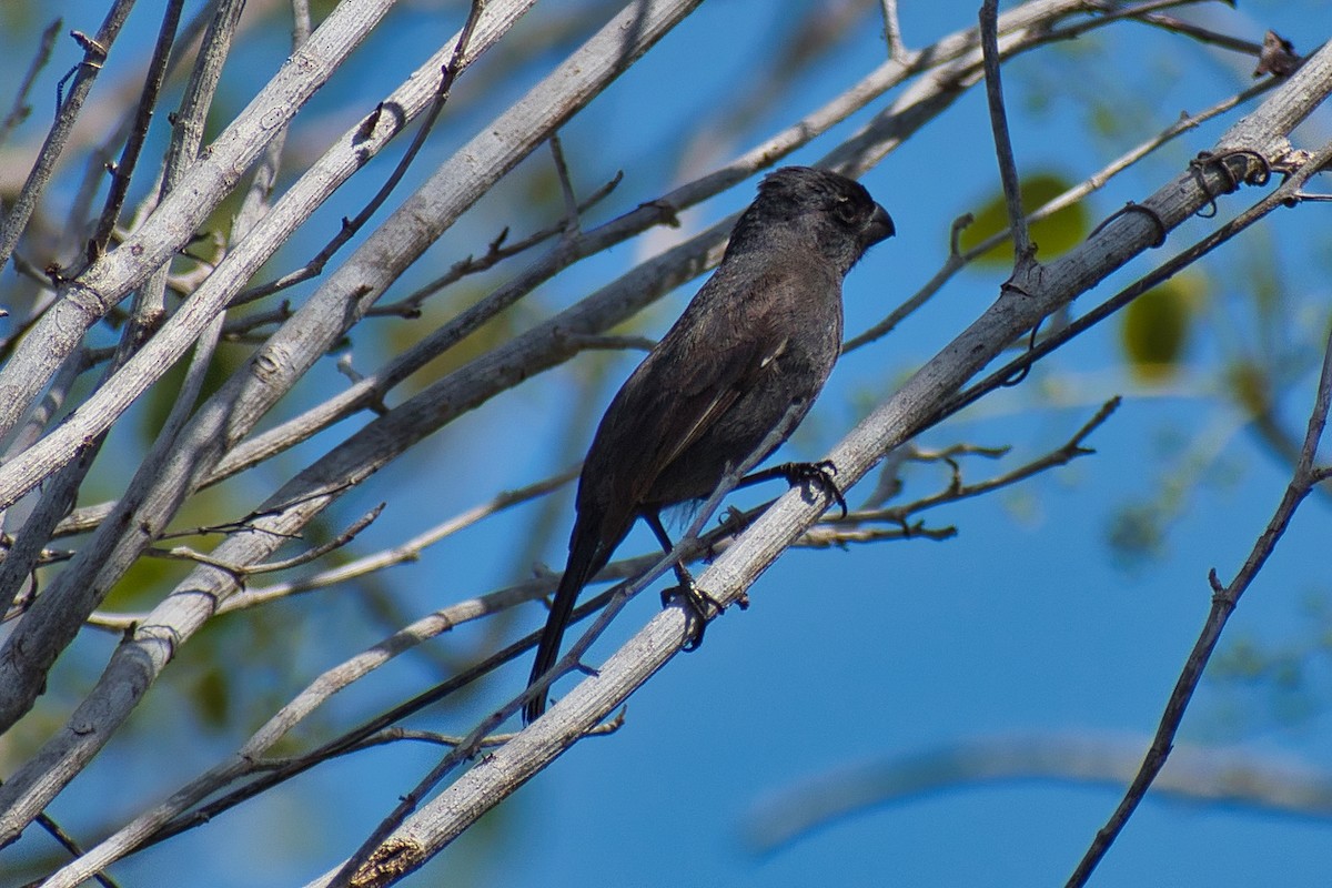 Cuban Bullfinch - ML647111212