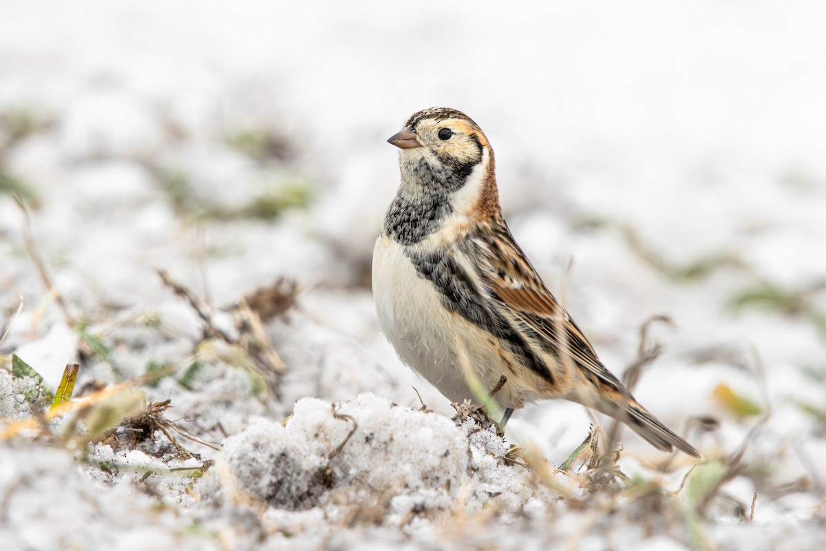 Подорожник лапландський - ML647111213