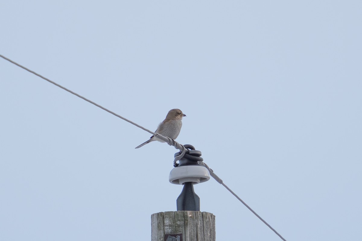 Alcaudón Boreal - ML647111218