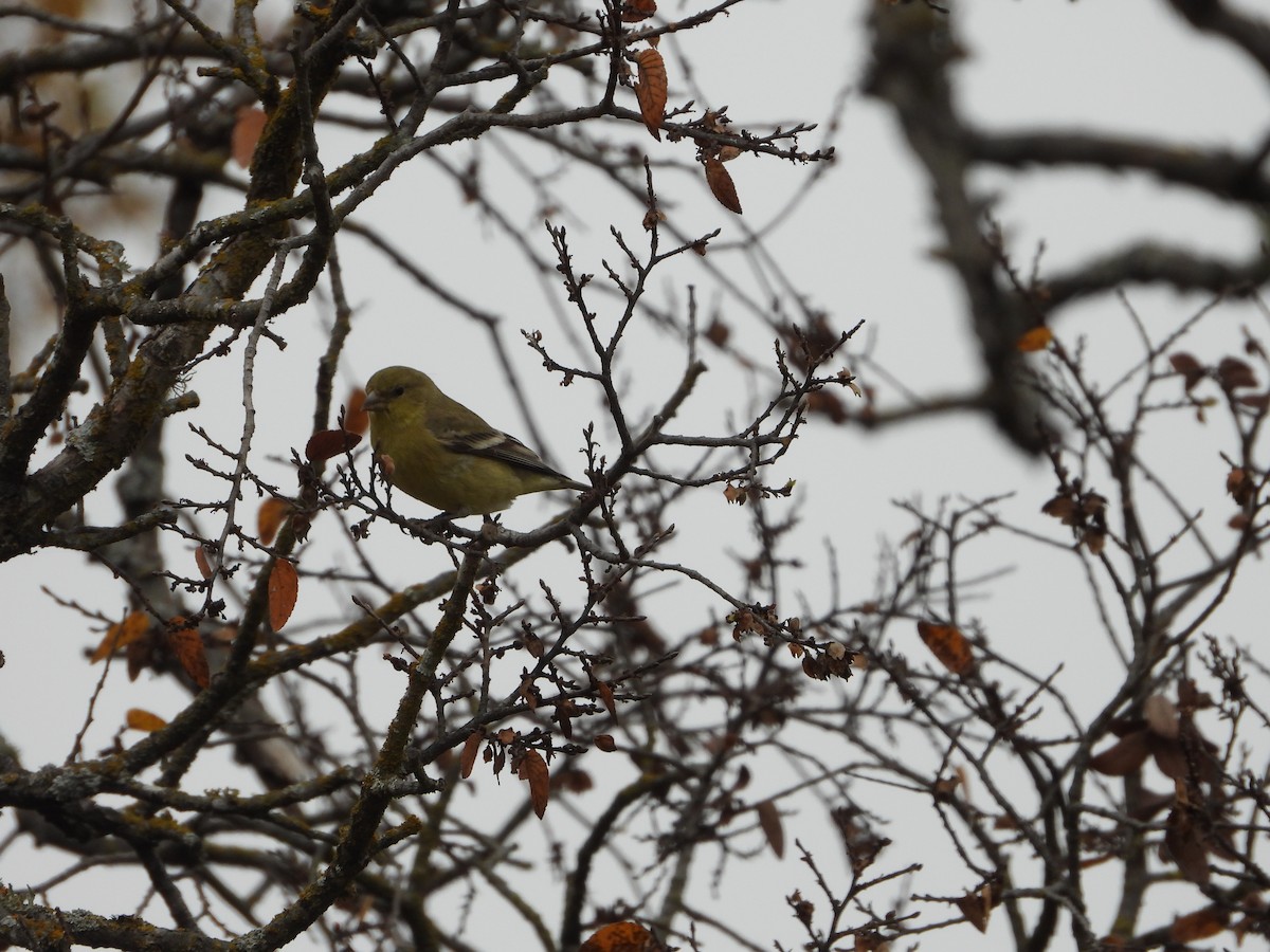 čížek žlutý - ML647111220