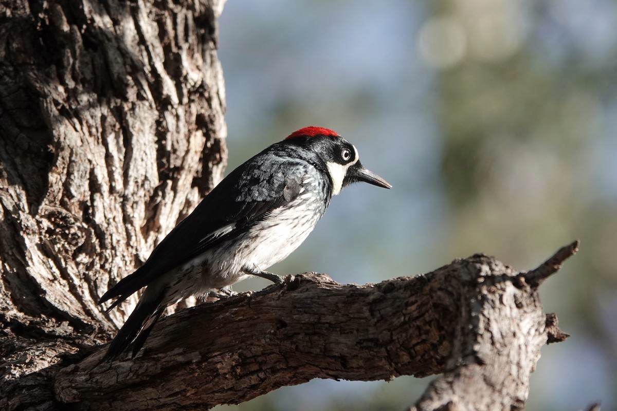 Acorn Woodpecker - ML647111223