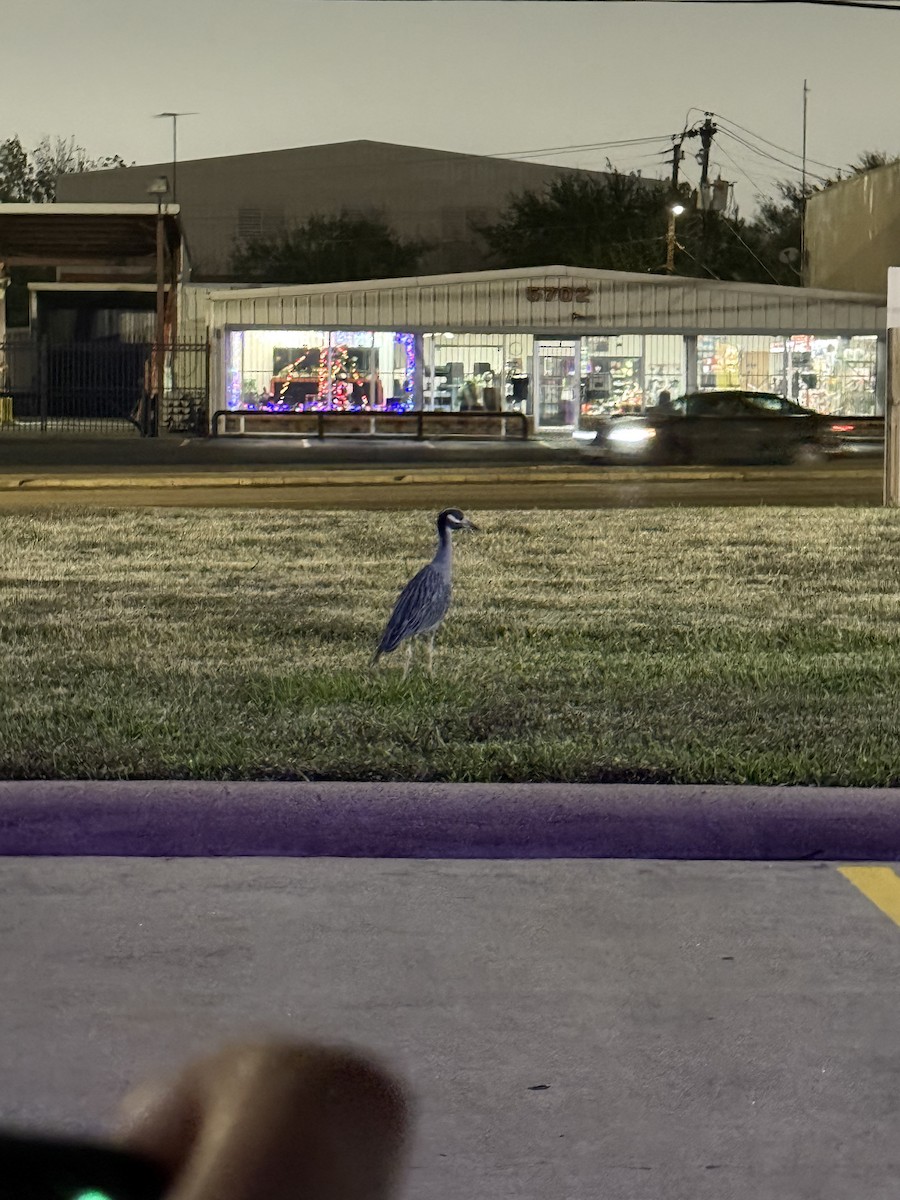 אנפת לילה צהובת-כיפה - ML647111224
