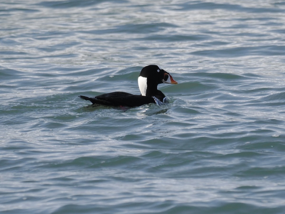 קטיפנית משברים - ML647111227