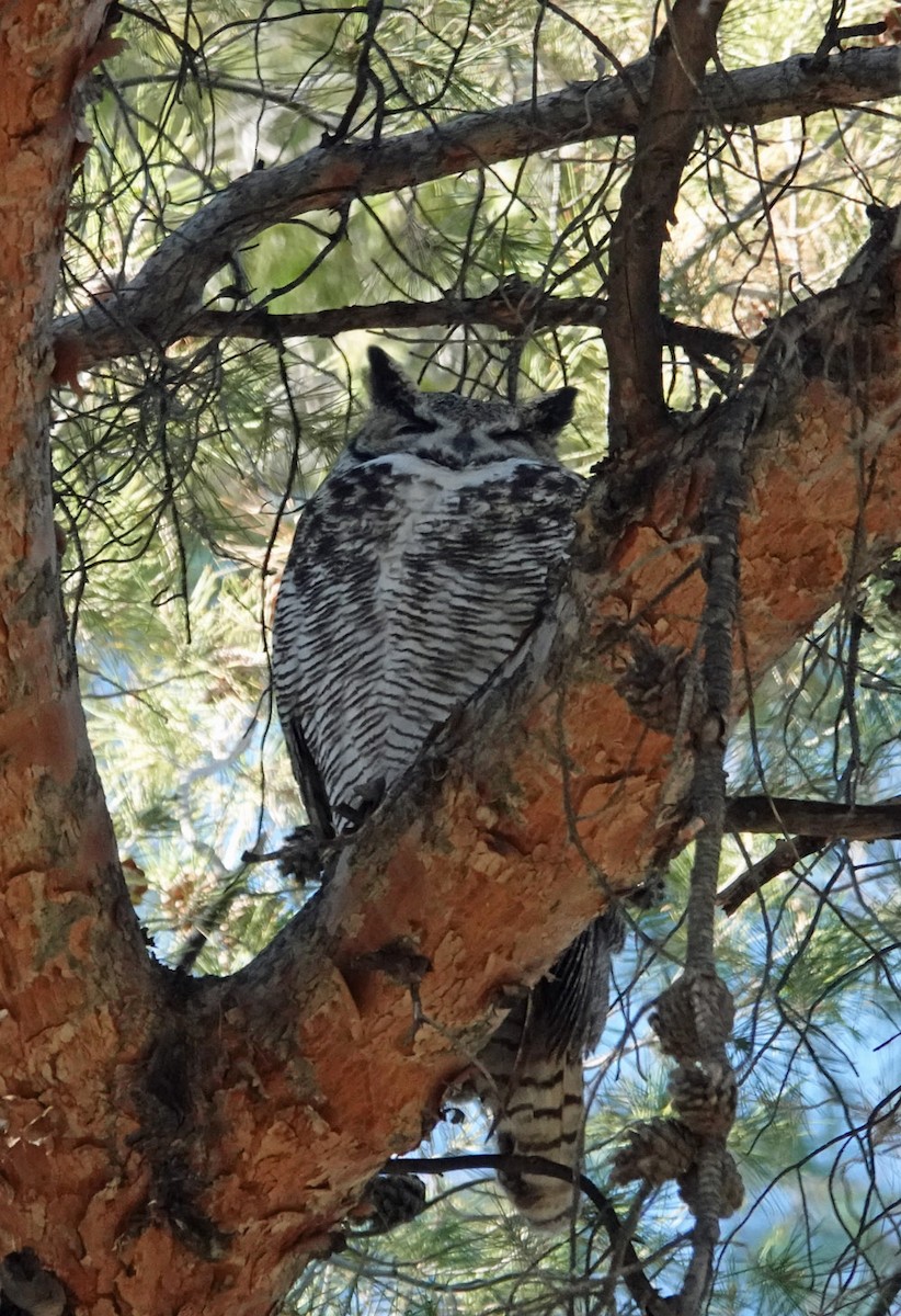 Great Horned Owl - ML647111230