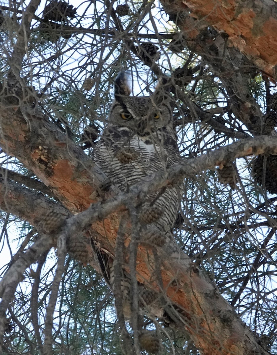 Great Horned Owl - ML647111231