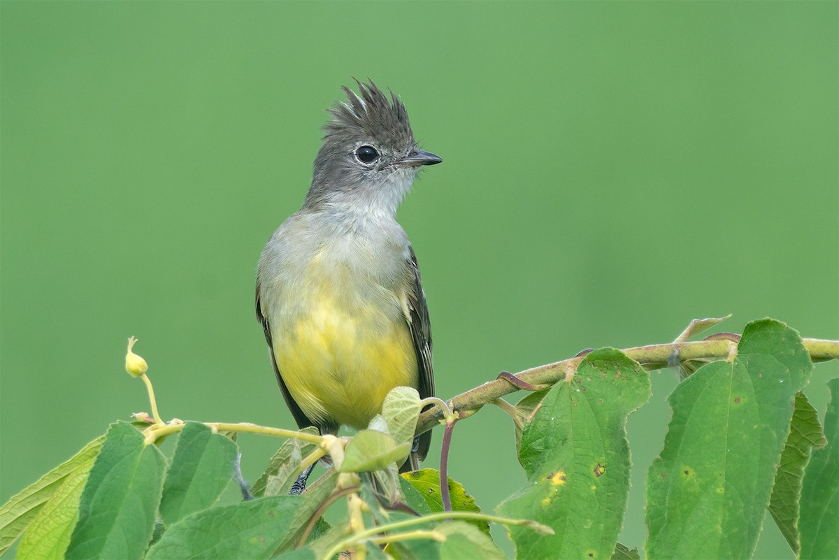 Yellow-bellied Elaenia - ML647111237