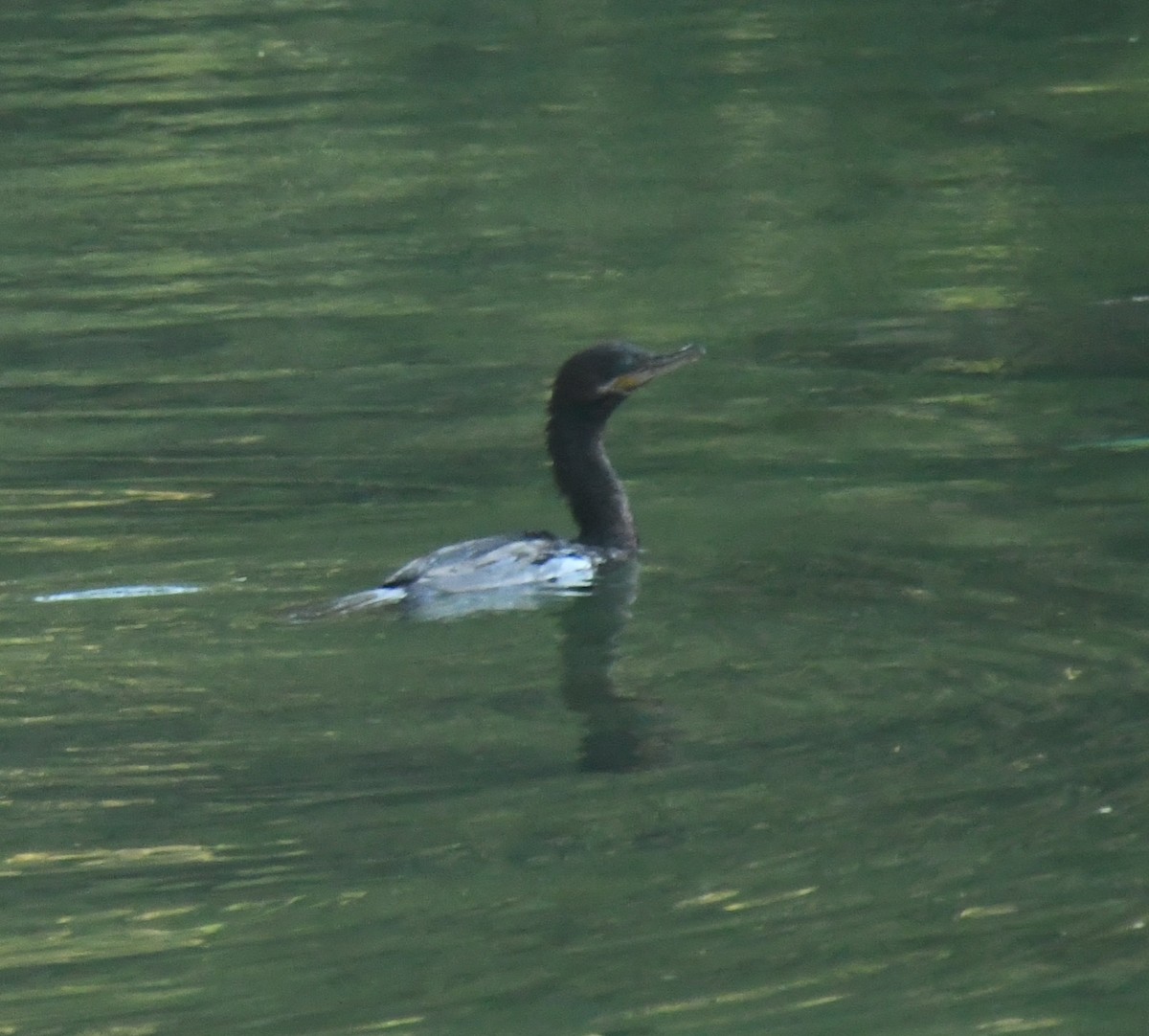 Neotropic Cormorant - ML647111246