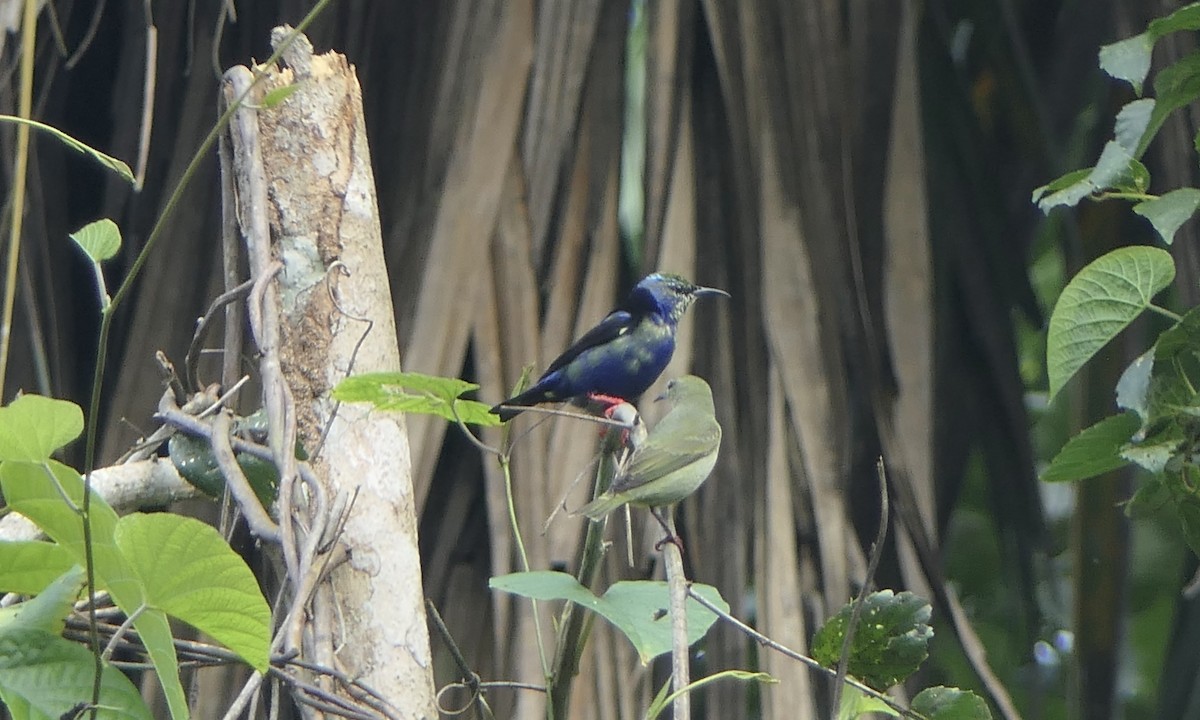 Mielerito Patirrojo - ML647111265