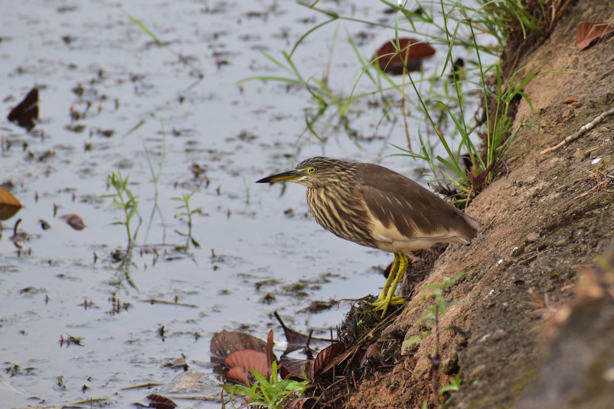 Indian Pond-Heron - ML647111268