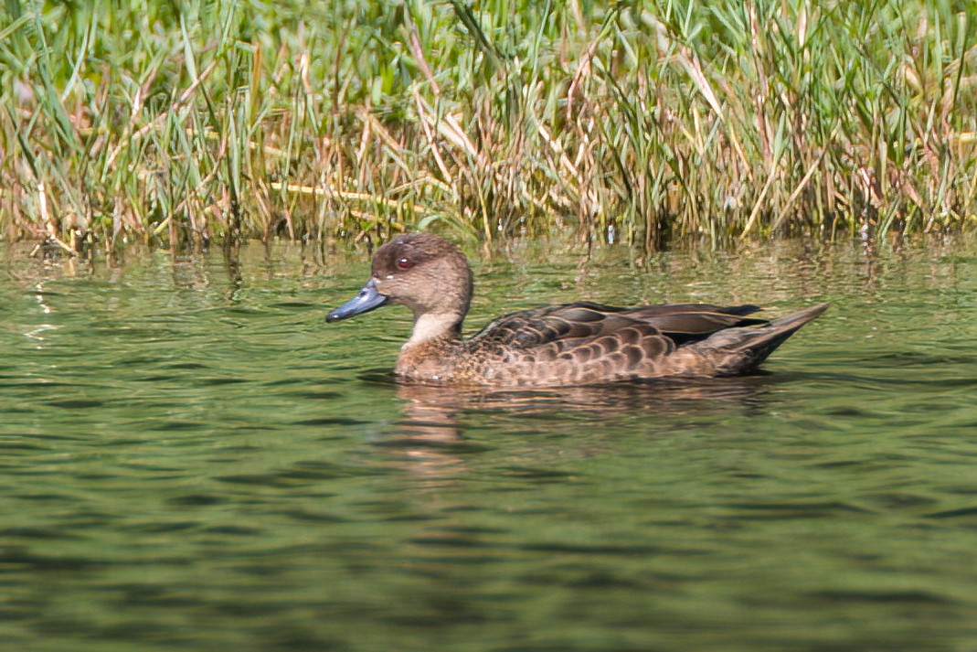 Chestnut Teal - ML647111269
