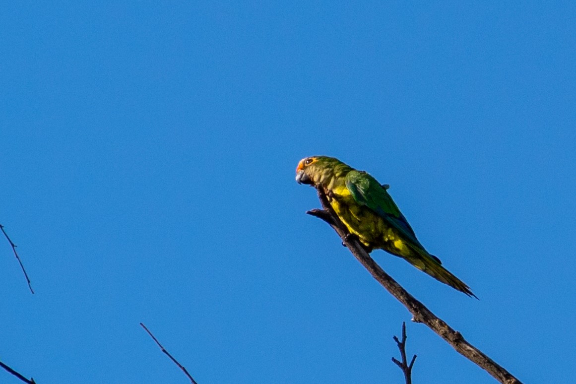 Peach-fronted Parakeet - ML647111275