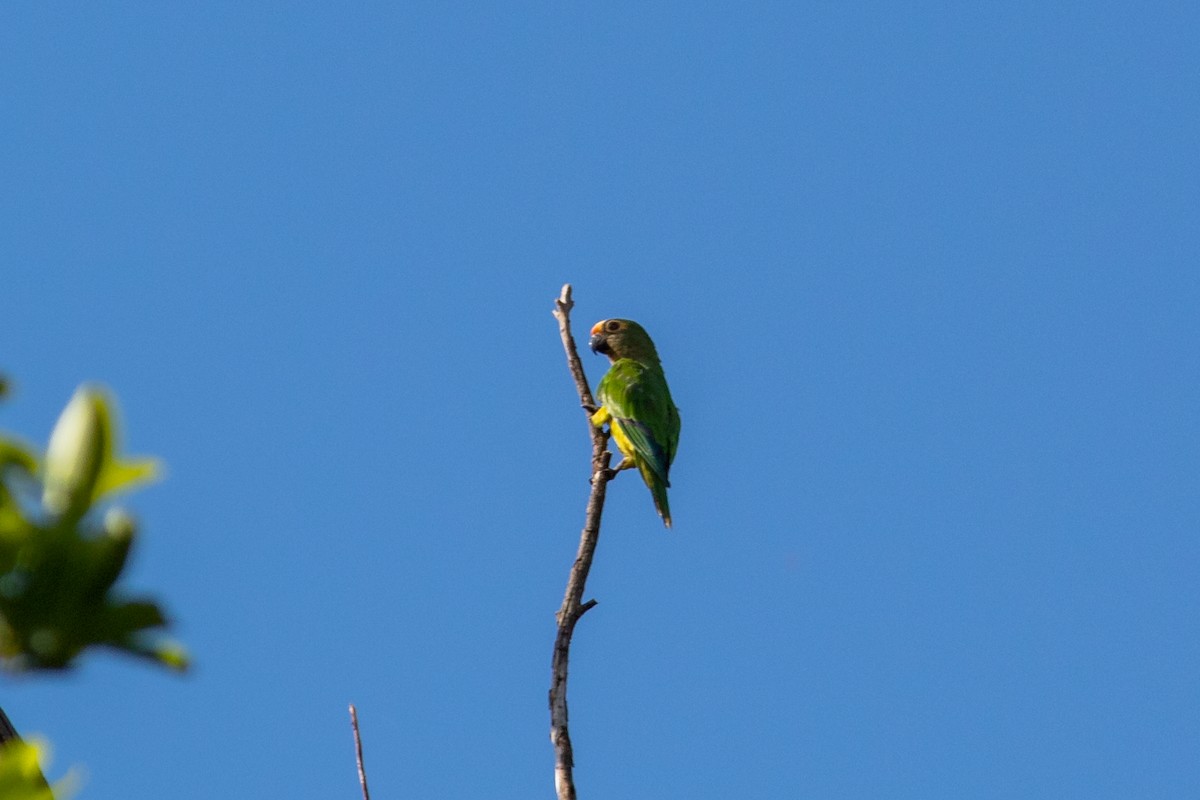 Peach-fronted Parakeet - ML647111276