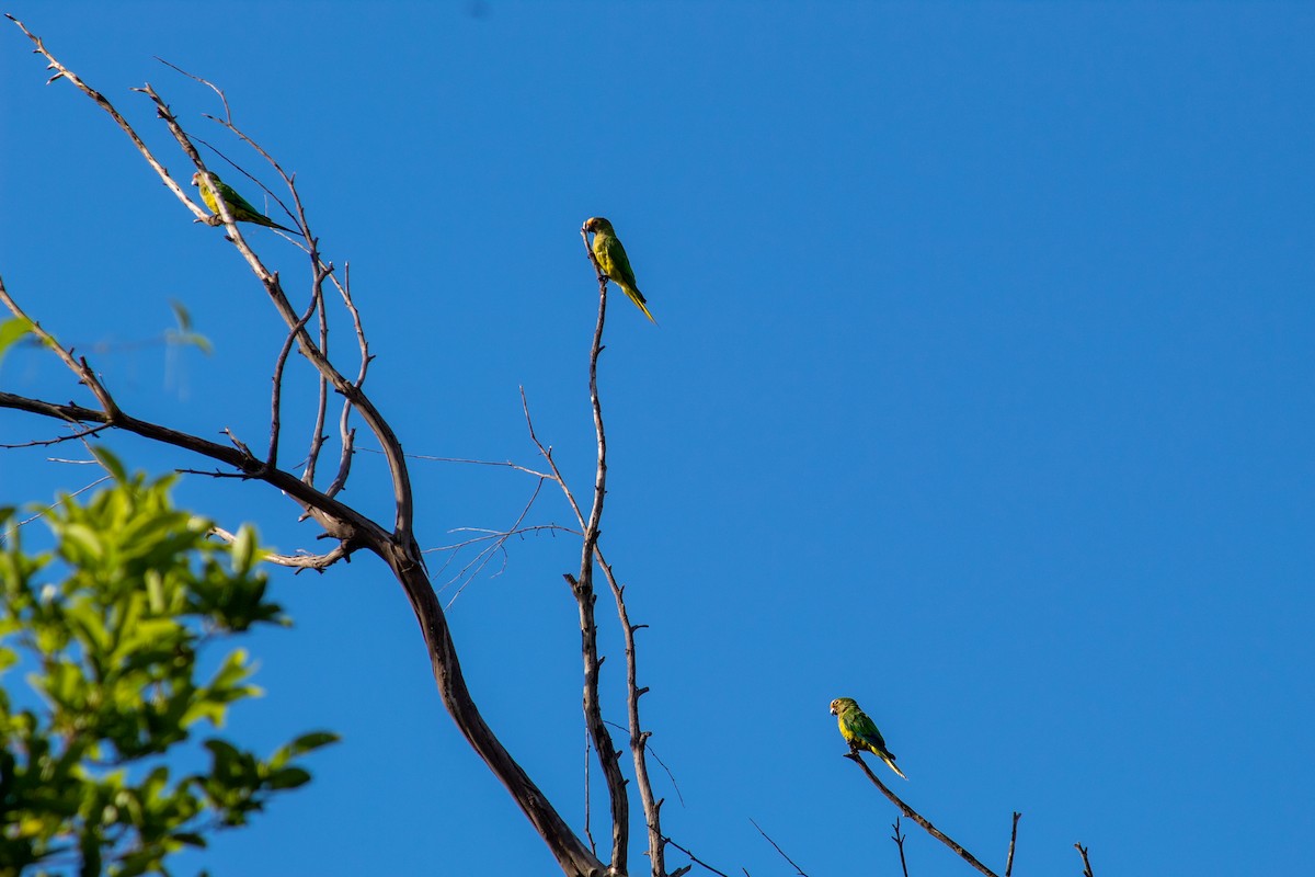 Peach-fronted Parakeet - ML647111277