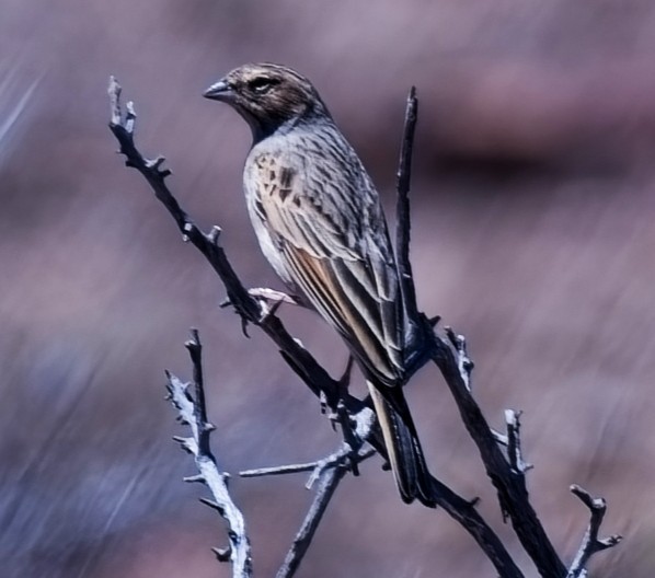 Lark-like Bunting - ML647111278
