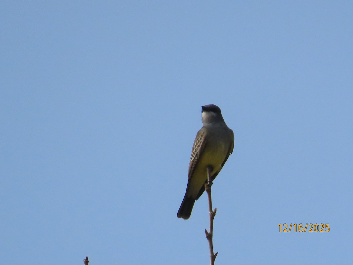 krattkongetyrann - ML647111283