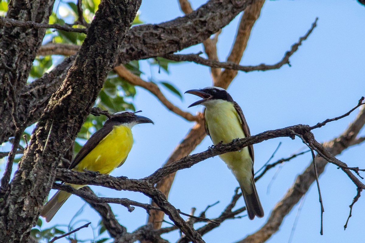 Boat-billed Flycatcher - ML647111289