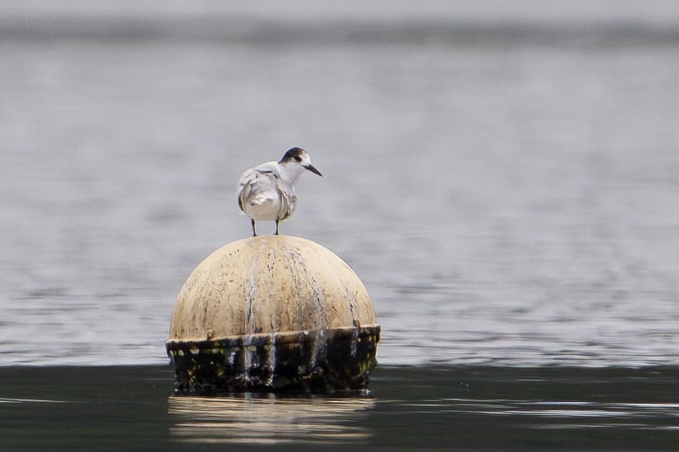 Common Tern (longipennis) - ML647111293