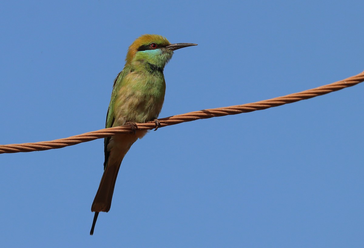 Asian Green Bee-eater - ML647111295