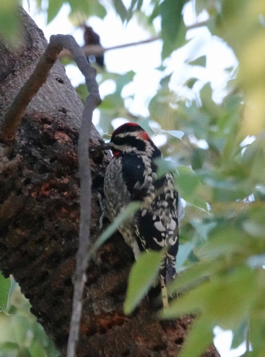 Red-naped Sapsucker - ML647111296