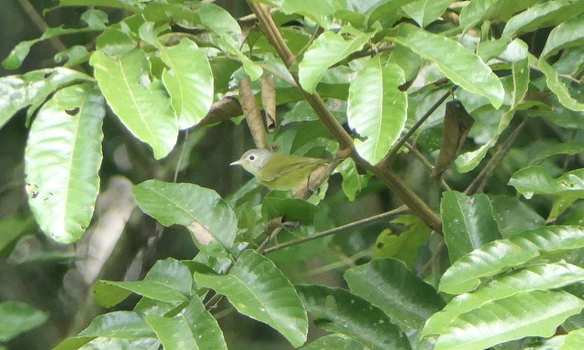 Lesser Greenlet - ML647111298