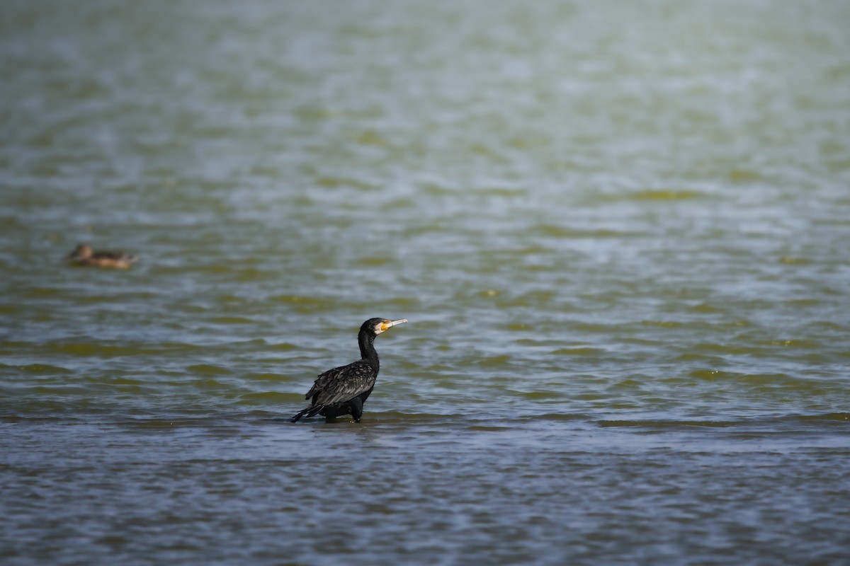Cormorán Grande - ML647111299