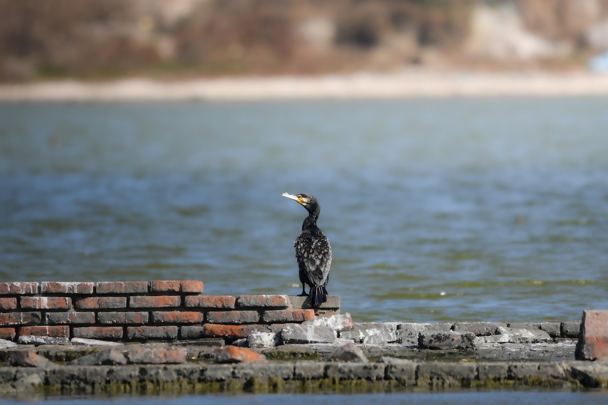 Cormorán Grande - ML647111300