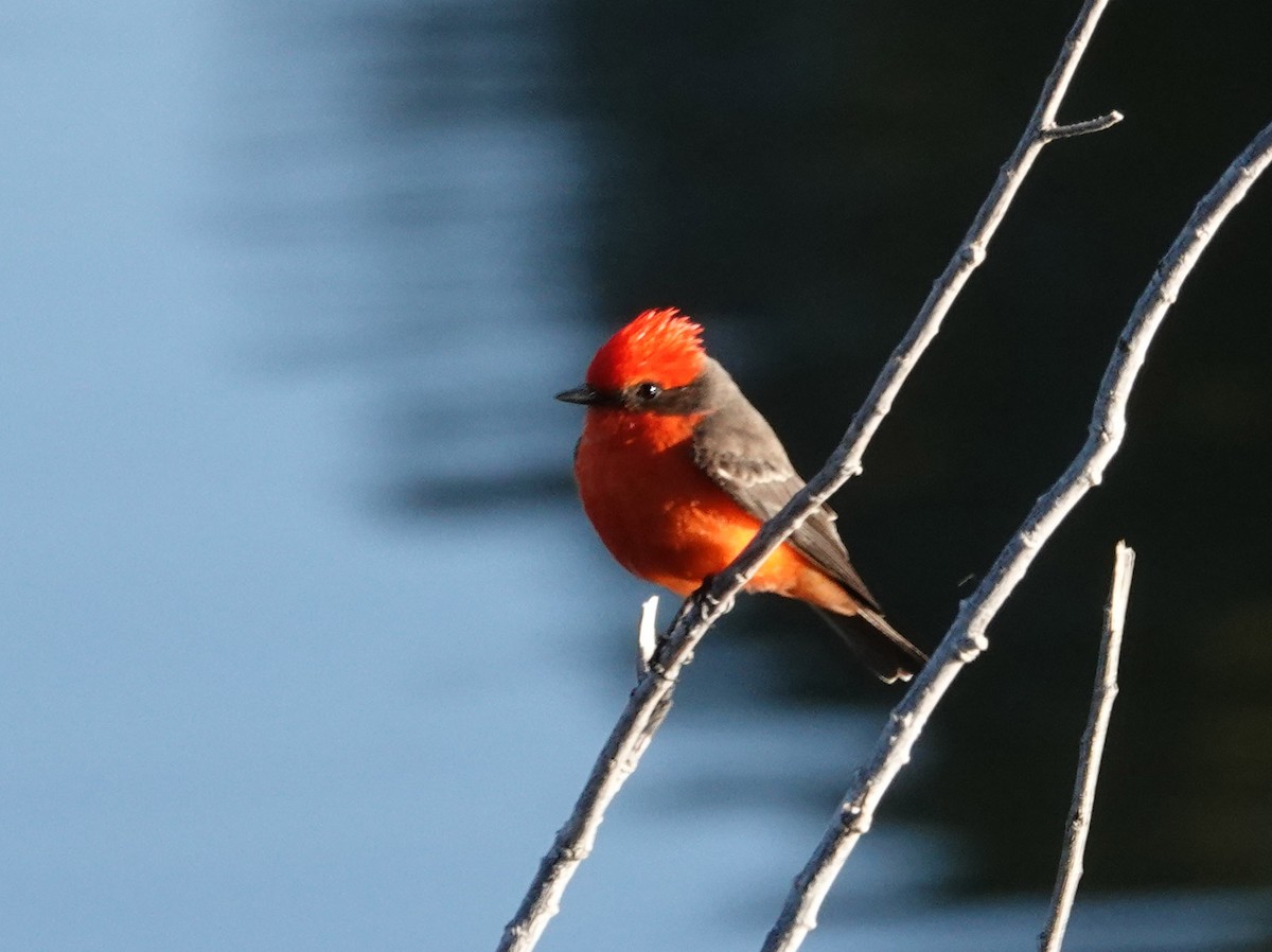 Vermilion Flycatcher - ML647111308