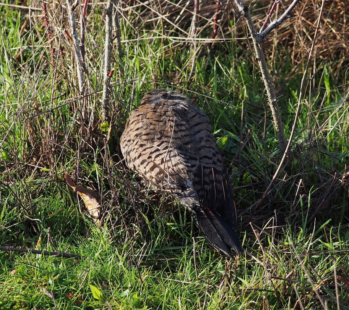 Pic flamboyant - ML647111315