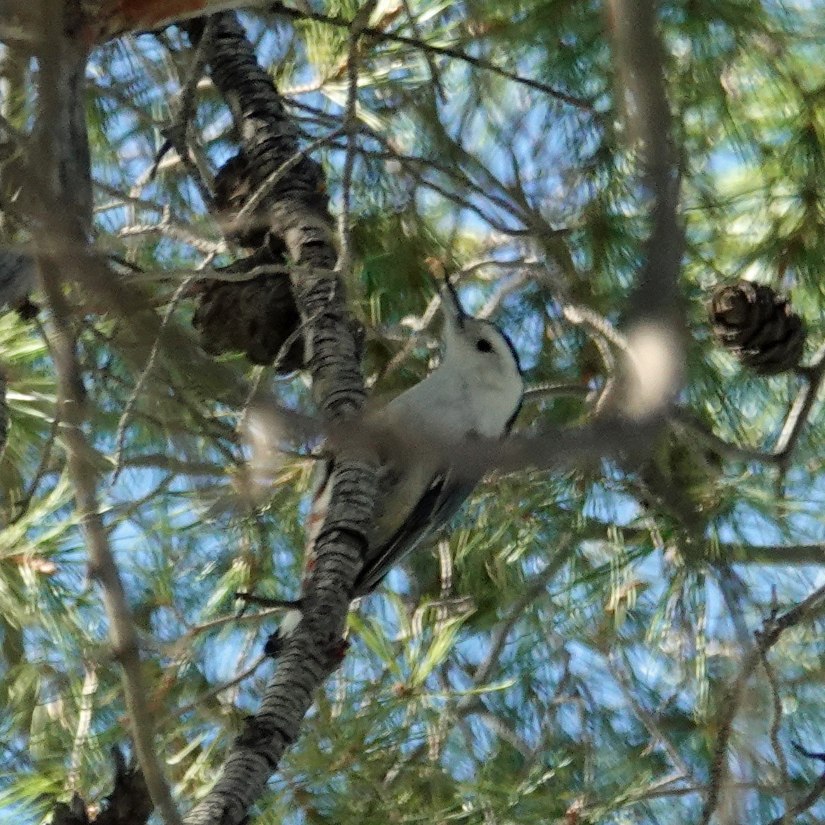 White-breasted Nuthatch - ML647111316