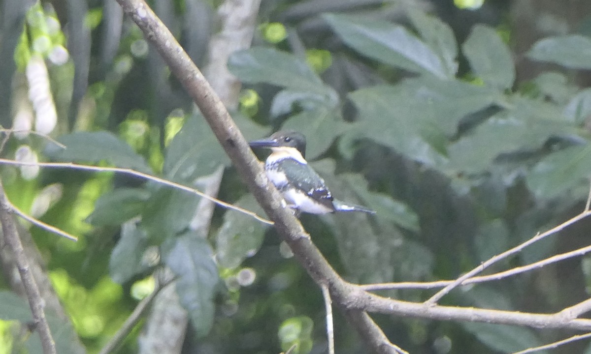 grønnisfugl - ML647111325