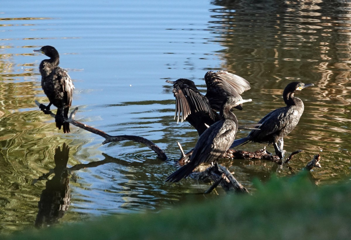 Neotropic Cormorant - ML647111327