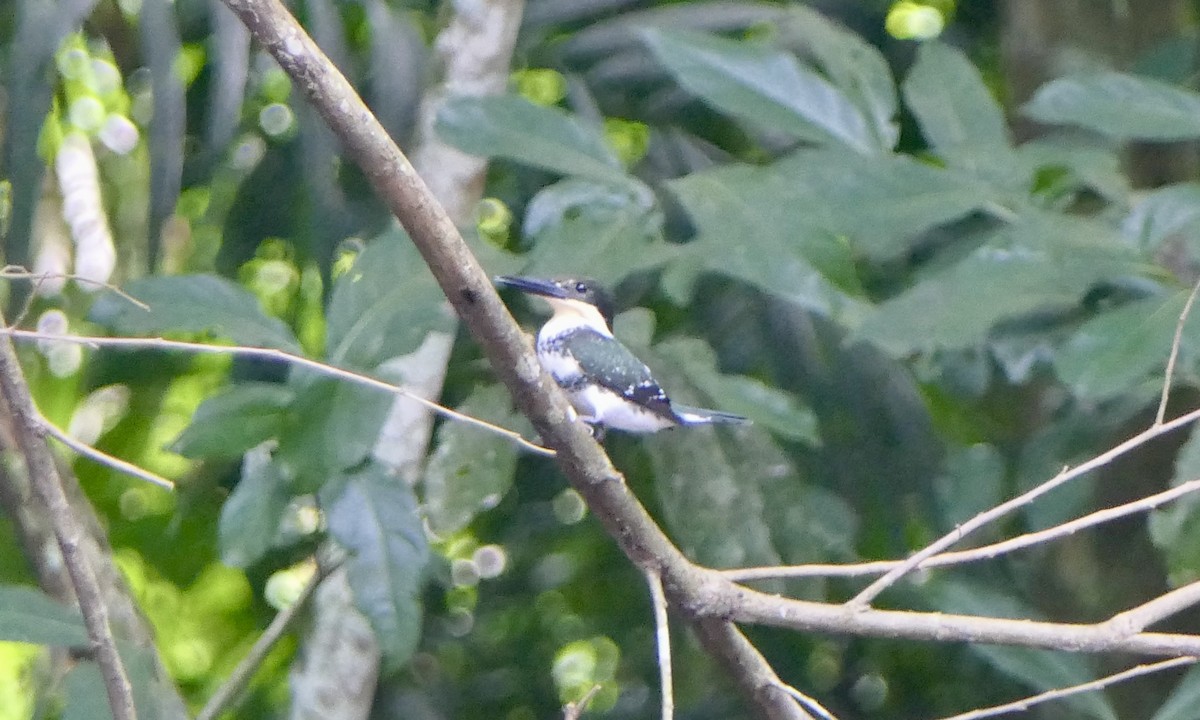 grønnisfugl - ML647111328