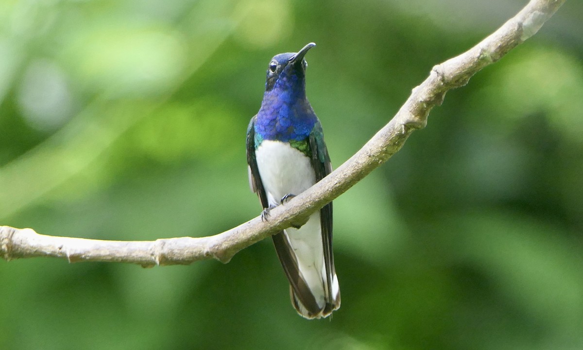White-necked Jacobin - ML647111339