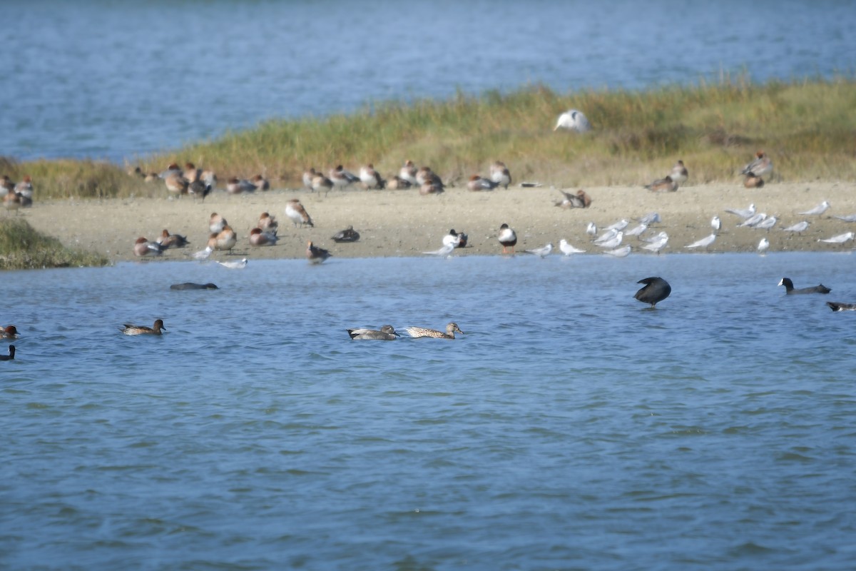 kopřivka obecná - ML647111344