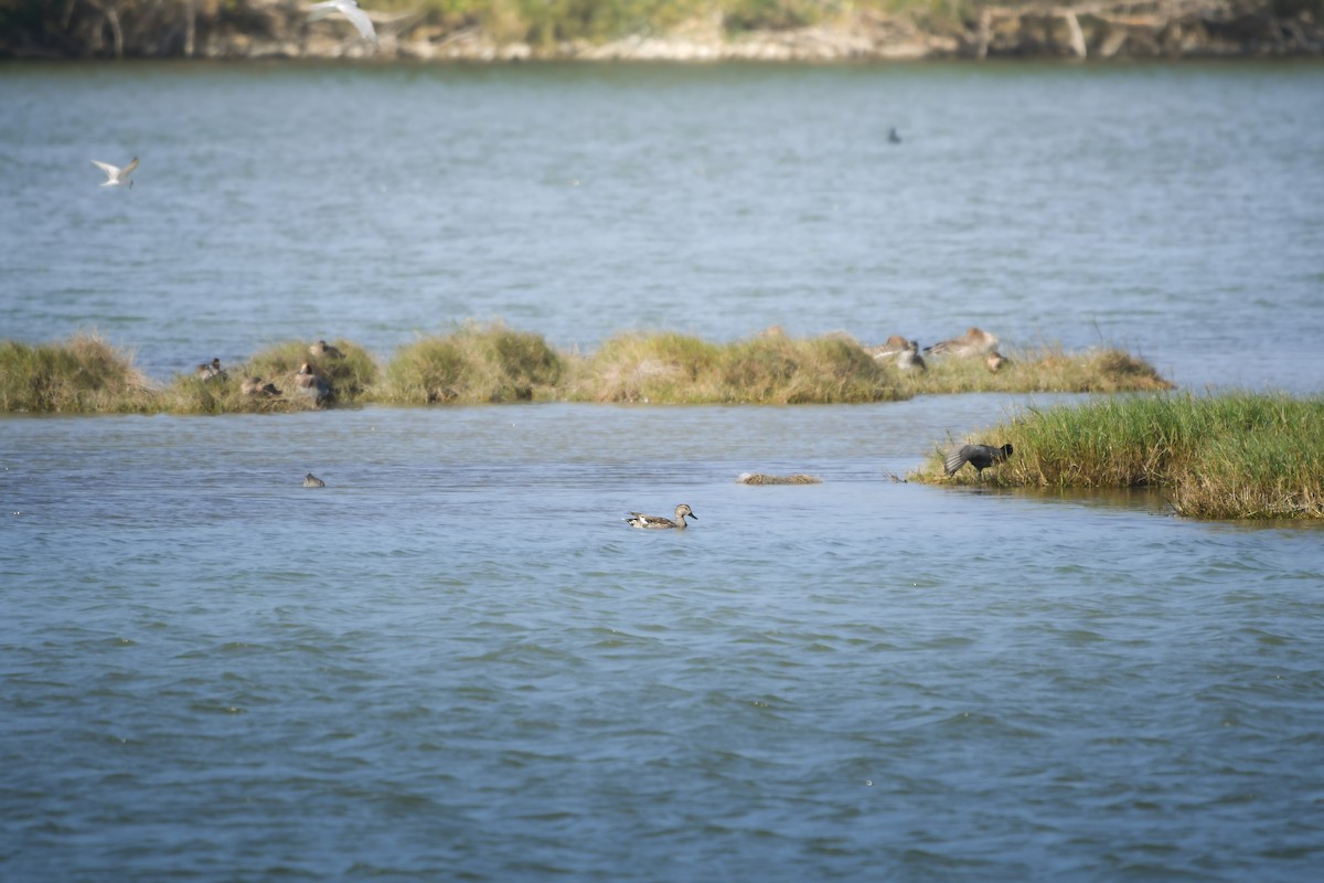 kopřivka obecná - ML647111345