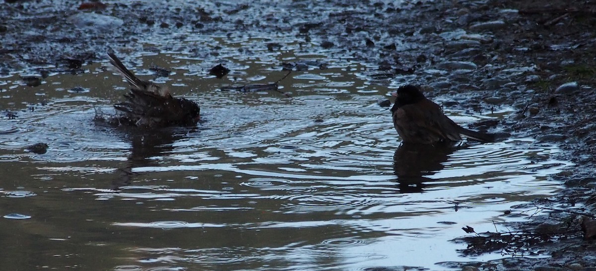 Junco ardoisé (groupe oreganus) - ML647111346