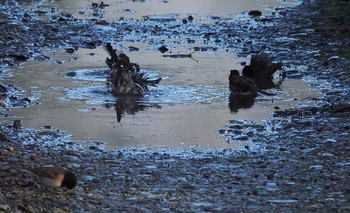 Junco ardoisé (groupe oreganus) - ML647111347