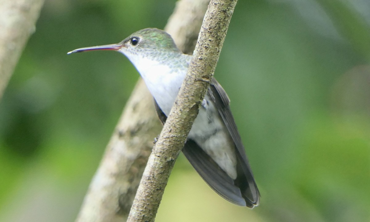 White-bellied Emerald - ML647111354