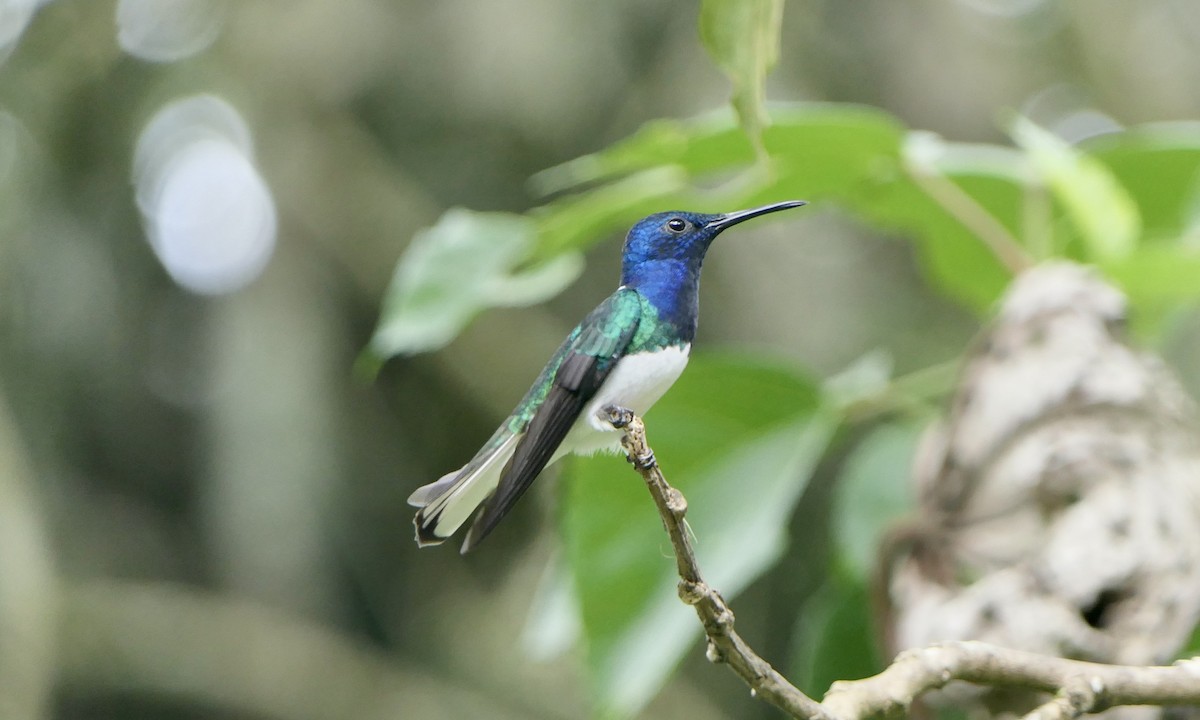 White-necked Jacobin - ML647111366