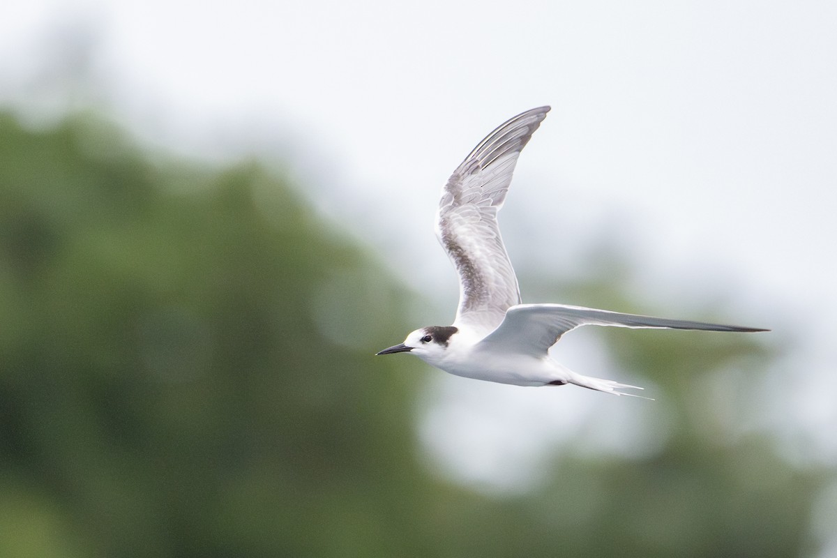 Common Tern (longipennis) - ML647111367