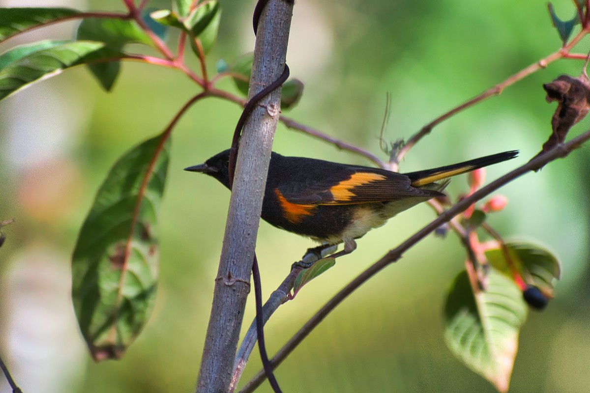 Горихвостковая древесница - ML647111382