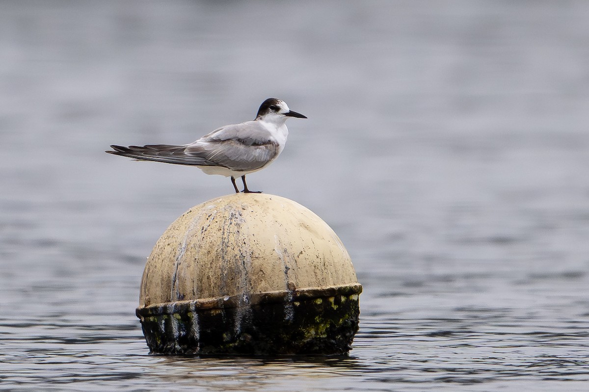 Common Tern (longipennis) - ML647111391
