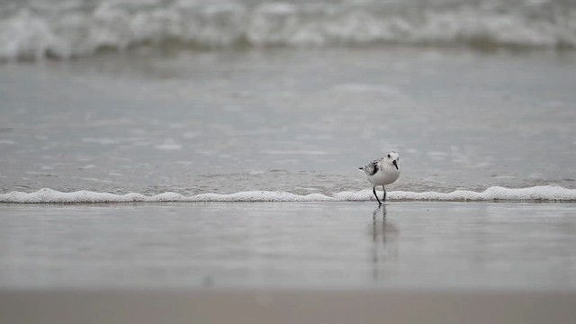 Песчанка - ML647111392